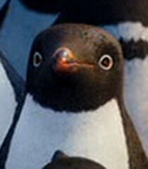 Adelie penguins have pink feet, not black [Sora yori mo Tooi Basho