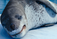 Sleeping Leopard Seal's face close up