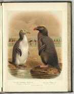 2 Erect-crested Penguins from the real-world