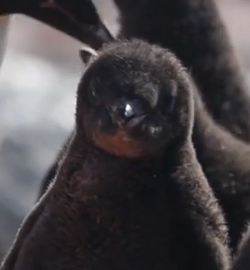 Adelie penguins have pink feet, not black [Sora yori mo Tooi Basho
