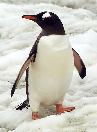 Adelie penguins have pink feet, not black [Sora yori mo Tooi Basho