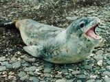 Leopard Seal