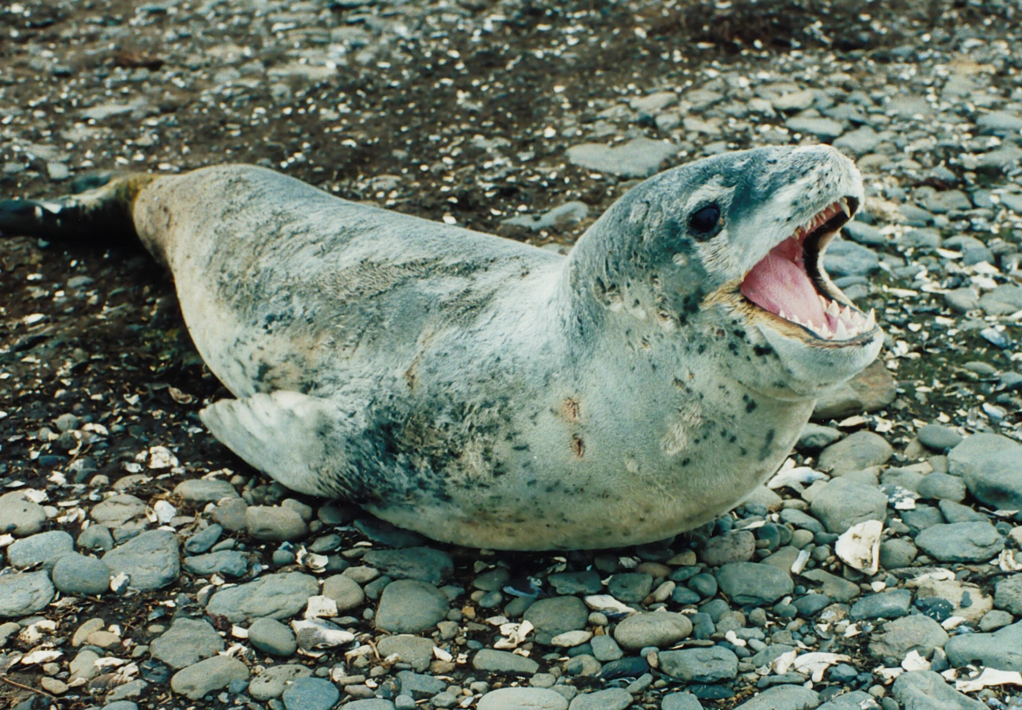 seal claws leopard