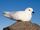 Snow Petrel