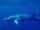 Minke Whale