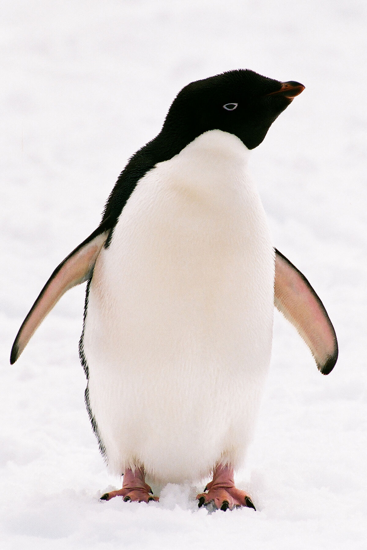 Adelie penguins have pink feet, not black [Sora yori mo Tooi Basho