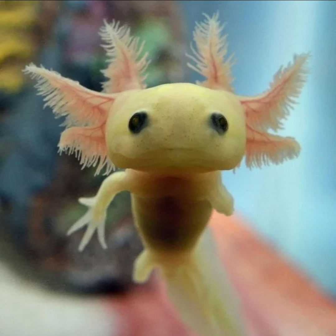 Как выглядит аксолотль в реальной жизни фото Axolotl Happy Paws Blog Wiki Fandom