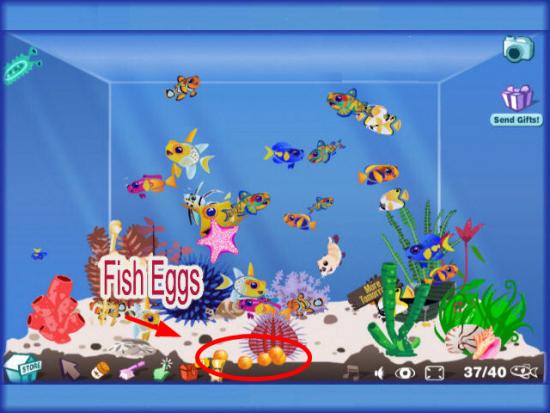Fish Eggs, Happy Aquarium Wiki