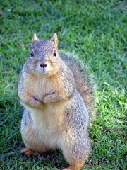 Not a Grey Squirrel..lol, or English..come to that.