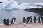 A Isabelline Adélie Penguin on Gourdin Island.