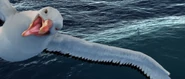 Albatross screencap 10.png (1.86 MB)