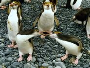 Royal penguins fighting on Macquarie Island