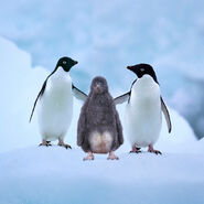 Adélie Penguins with their chick