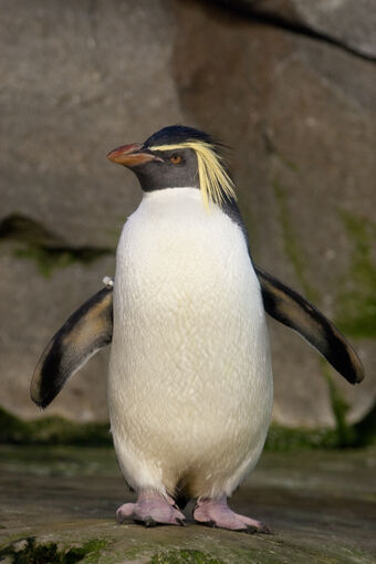 happy feet rockhopper penguin