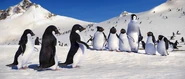Mumble, and the Amigos, try to impress the Adelie Chicas with their dance moves in Happy Feet