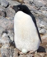 An adult Adélie Penguin with a egg on his/her feet