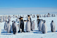 Emperor Penguin Adults with Chicks