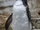 Northern Rockhopper Penguin
