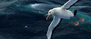 Albatross screencap 4.png (1.78 MB)