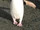 Royal Penguin