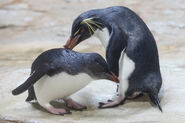 A juvenile Northern Rockhopper Penguin getting bullied by an adult