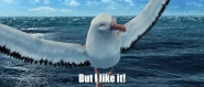 Albatross but I like it.gif (9.07 MB) "Crikey. Now that's unusual animal behavior..."