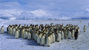 A group of Emperor penguins