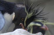 Northern Rockhopper Penguin feeding chick