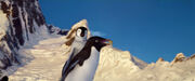 An Adélie penguin with a lovestone.