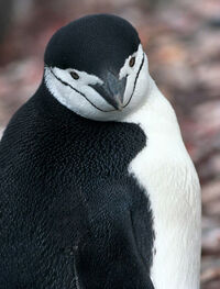 Antarctic, antarctic penguin (js) 65