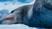 A Leopard Seal sleeping and he seems mad or not.