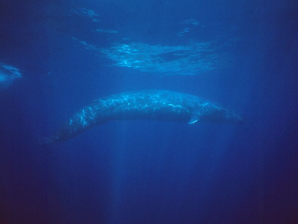 Whale | Happy Feet Wiki Fandom