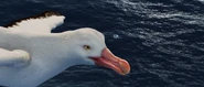 Albatross screencap 11.png (1.49 MB)