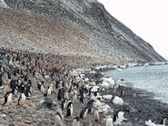 Adélie penguin colony on Paulet Island