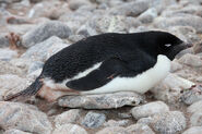 Adélie Penguin adult resting
