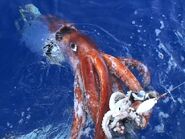 A giant squid attacking a bait squid