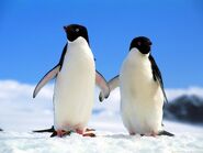 Adélie Penguins holding fins in Antarctica