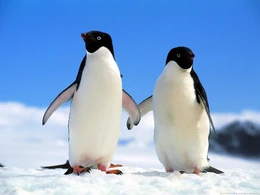 Real Adelie Penguins in Antarctica