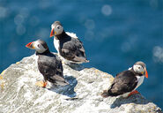 Three Atlantic Puffins on a rock