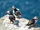Puffin
