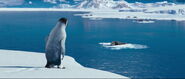 Mumble looking at the Leopard Seals