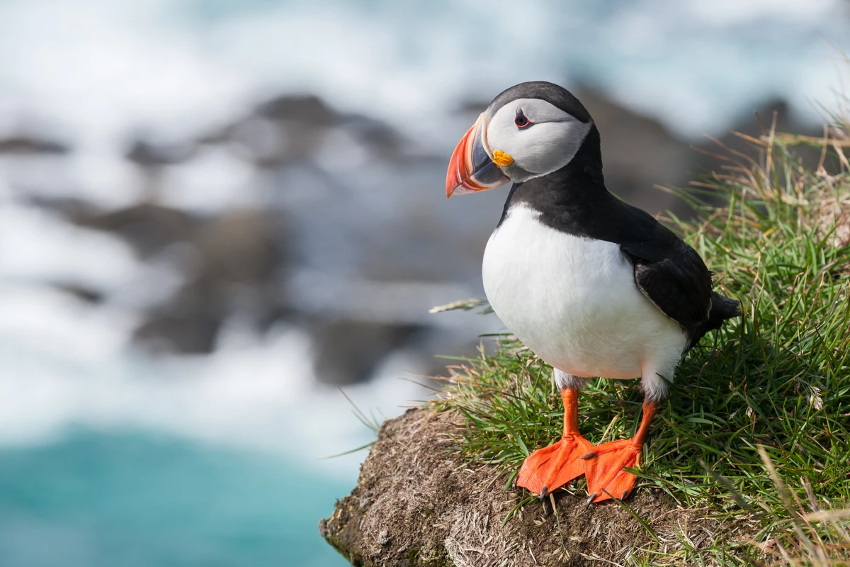 Atlantic Puffin | Happy Feet Wiki | Fandom