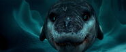 The Leopard Seal's close up with a cute face