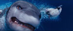 Close up of a leopard seal's head and Ramón while swimming