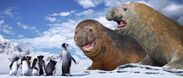 Mumble, Lovelace, and the Amigos as they meet the Elephant Seals