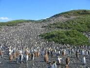 Great colony of king penguins on Salisbury Plain in South Georgia