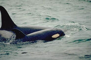 Orca mother calf