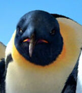 The Elders/Gallery | Happy Feet Wiki | Fandom