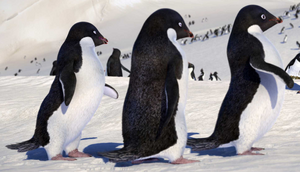 Adelie penguins have pink feet, not black [Sora yori mo Tooi Basho