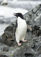 Hope Bay-2016-Trinity Peninsula–Adélie penguin (Pygoscelis adeliae) 04
